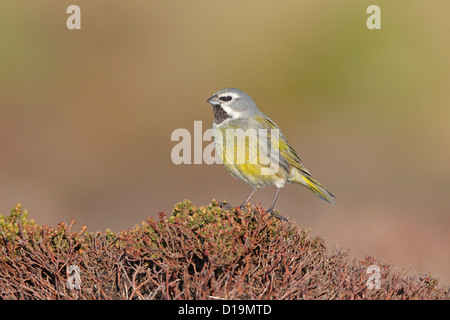 Male Black throated Finch Stock Photo