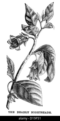 Victorian engraving of Deadly Nightshade, 1897 Stock Photo