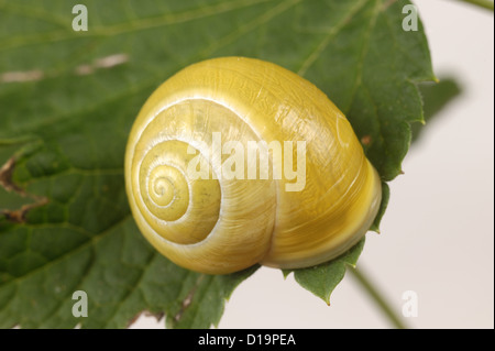Yellow form of the garden white-lipped banded snail, Cepaea hortensis, Stock Photo