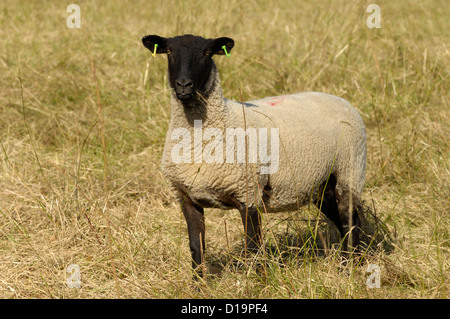Shearling Suffolk ewe eating grass and looking startled in long grass Stock Photo