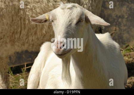 Head and beard of a saanen goat pet wether Stock Photo