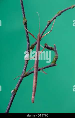 Stick insect Carausis morosus on twig Stock Photo