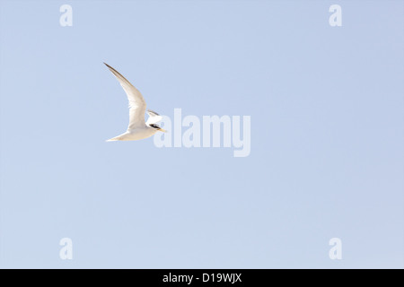 The Least Tern (Sternula antillarum, formerly Sterna antillarum) Stock Photo