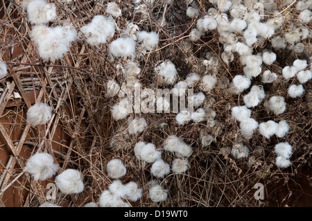 CLEMATIS BILL MACKENZIE SEED-HEADS Stock Photo