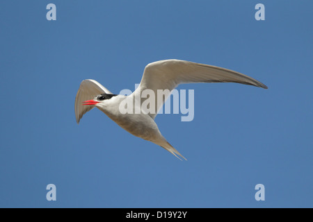 Non breeding Antarctic Tern in flight Stock Photo