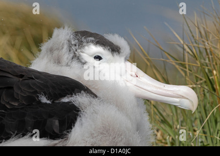 Head shot of a mature Wandering Albatross chick on Prion Island Stock Photo