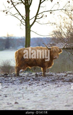 Highland cattle in a frosty filed. Stock Photo