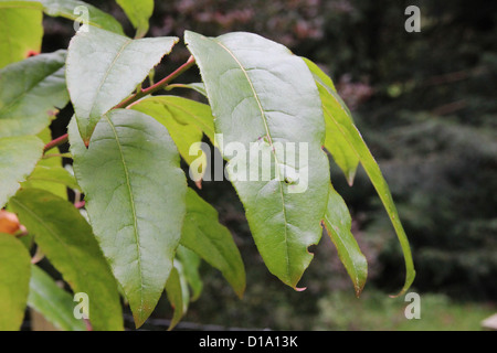 Oxydendrum arboreum  ( Sourwood or Sorrel Tree ) Stock Photo