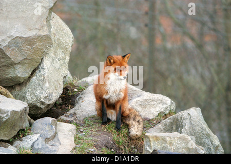 Red Fox (Vulpes vulpes) Stock Photo