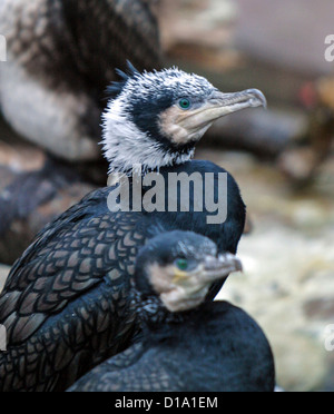 European Cormorant, Mellanskarv (Phalacrocorax carbo sinensis) Stock Photo