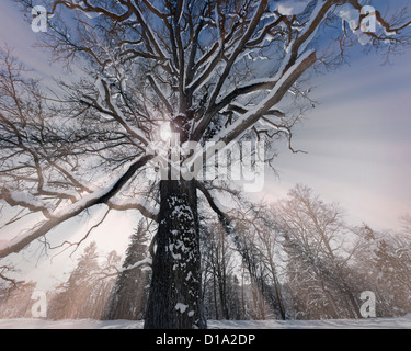 DE - BAVARIA: Winter near Bad Toelz (Photo Art) Stock Photo