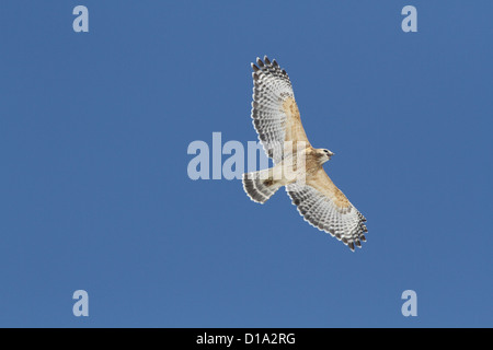 Adult Red-shouldered Hawk (Buteo lineatus) soaring on a blue sky Stock Photo