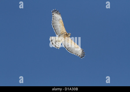 Adult Red-shouldered Hawk (Buteo lineatus) soaring on a blue sky Stock Photo