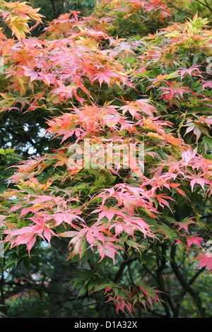 Acer palmatum 'Atropurpureum' ( Red-Leaf Japanese Maple ) in Autumn Stock Photo