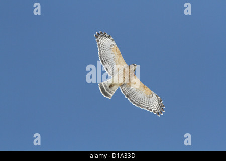 Adult Red-shouldered Hawk (Buteo lineatus) soaring on a blue sky Stock Photo