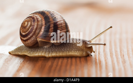 Helix pomatia, common names the Burgundy snail, Roman snail, edible snail or escargot Stock Photo