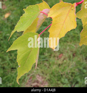 Acer pensylvanicum Erythrocladum ( Striped Maple, Moose Maple or Moosewood Tree ) in Autumn. A type of Snake-Bark Maple Stock Photo