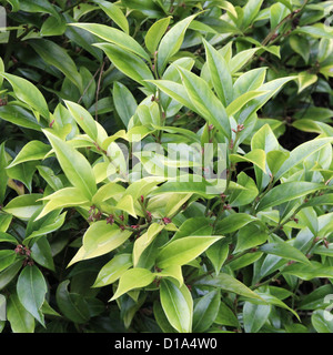 Sarcococca orientalis ( Christmas Box ) in Autumn Stock Photo