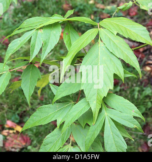 Acer negundo ( Box Elder or Boxelder Maple ) in Autumn Stock Photo