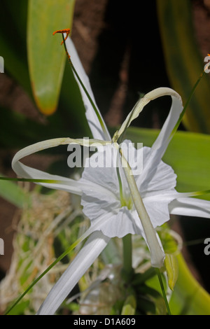 Hymenocallis littoralis, Spider lily