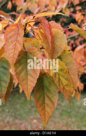 Acer caudatifolium  ( Kawakami Maple ) in Autumn. A species of Snakebark Maple Stock Photo