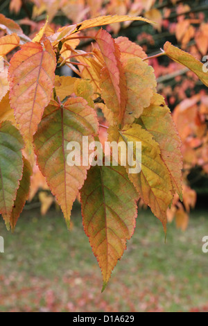 Acer caudatifolium  ( Kawakami Maple ) in Autumn. A species of Snakebark Maple Stock Photo