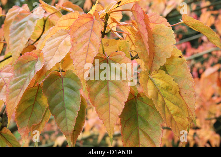 Acer caudatifolium  ( Kawakami Maple ) in Autumn. A species of Snakebark Maple Stock Photo