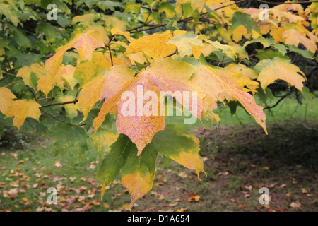 Acer saccharum subspecies nigrum ( Black Sugar Maple ) in Autumn Stock Photo