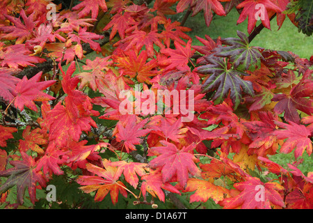 Acer pseudosieboldianum v. Takesimense ( Korean Maple ) Stock Photo