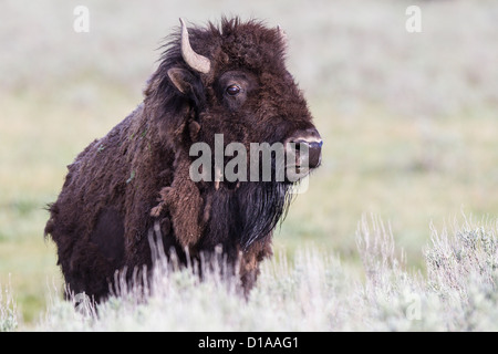 American Plains Bison, Bison bison, Bison, Yellowstone Nationalpark, USA, cow Stock Photo