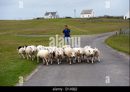 Crofter on the Isle of Tiree moving sheep along road. Stock Photo