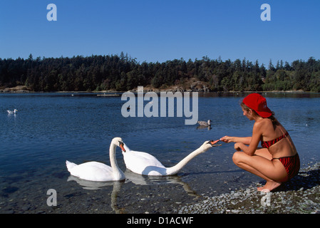 Woman hand feeding Mute Swan / Swans (Cygnus olor) along Lake Shore - North American Birds Stock Photo