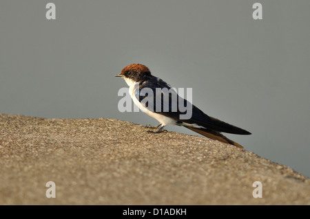 Wire-tailed Swallow :  Hirundo smithii Stock Photo