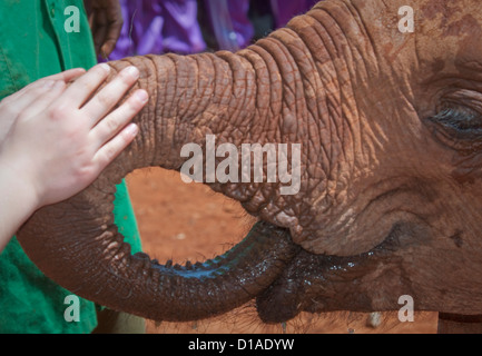 Girl's hand petting orphaned African elephant baby-David Sheldrick Wildlife Trust Stock Photo