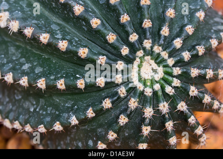 Closeup Cactus in Details and Patterns . Stock Photo