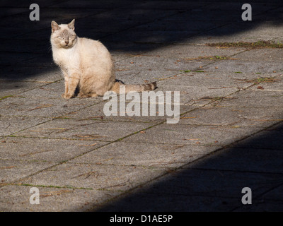 Cat sitting in the sun Stock Photo
