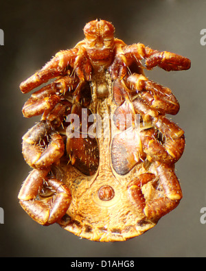 Ixodid tick under a microscope Stock Photo - Alamy