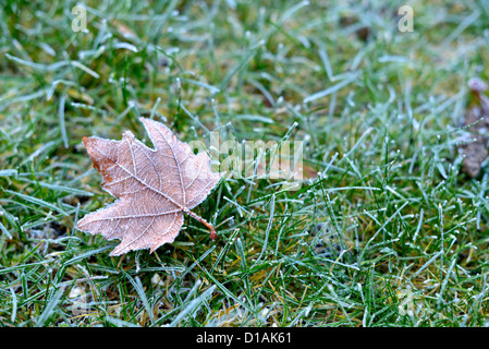 Hoar-frost on a fallen leaf Stock Photo