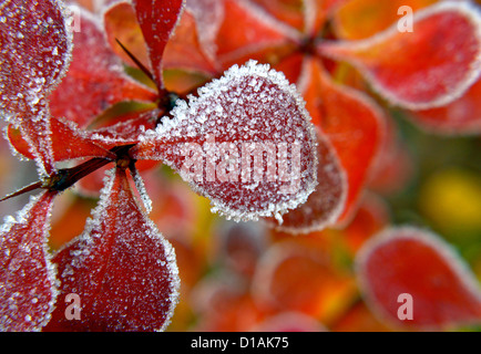 Colorful plant covered in ice Stock Photo