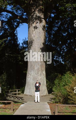 Te Matua giant kauri tree Waipoua Kauri Forest Northlands New Zealand Stock Photo