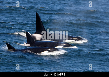 Killer whales, Transient type.Orcinus orca. Monterey Bay, California, USA, Pacific Ocean Stock Photo