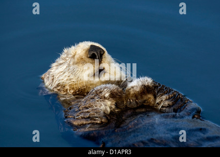 Sea Otter Enhydra lutris Monterey USA on water eating mussel with rock