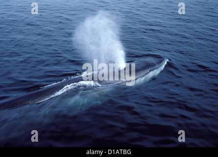 Fin whale.Balaenoptera physalus.Photographed in the Gulf of Maine, North Atlantic Ocean Stock Photo