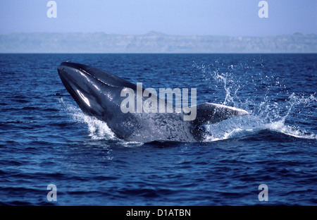 Blue whale.Balaenoptera musculus.Calf, breaching.Gulf of California (Sea of Cortez), Mexico Stock Photo