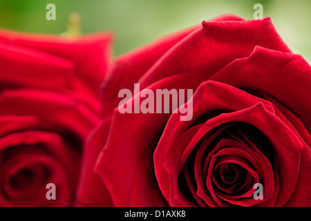 Two red roses Stock Photo