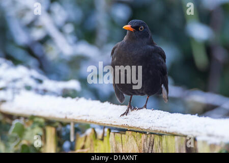 Northampton. UK. 13th Dec 2012. A male Blackbird. Turdus merula (Turdidae) perched on a fence covered in frost.. Credit:  Keith J Smith. / Alamy Live News Stock Photo