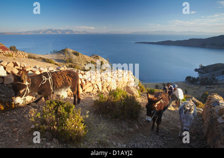 Shepherds walking donkeys on Isla del Sol (Island of the Sun), Lake Titicaca, Bolivia Stock Photo