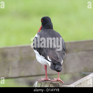 Detailed portrait  of a Common Pied Oystercatcher (Haematopus ostralegus), seen from the back Stock Photo