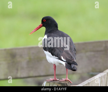 Detailed portrait  of a Common Pied Oystercatcher (Haematopus ostralegus) Stock Photo