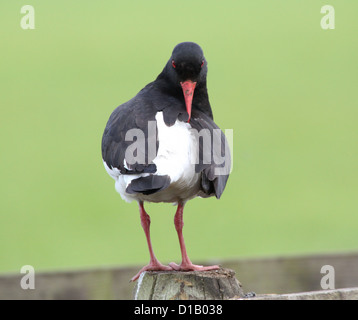 Detailed portrait  of a Common Pied Oystercatcher (Haematopus ostralegus) , preening his feathers with his long red bill Stock Photo